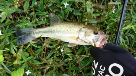 久しぶりの晴れ天気で5尾ゲット！
