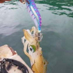 今年初エギング