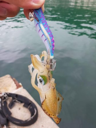 今年初エギング