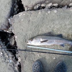 シーバス　釣れてます
