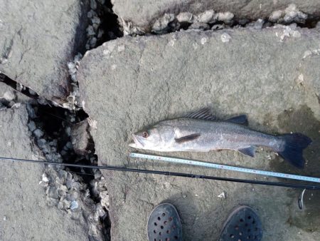 シーバス　釣れてます