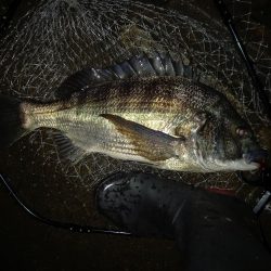 透明度は高いが