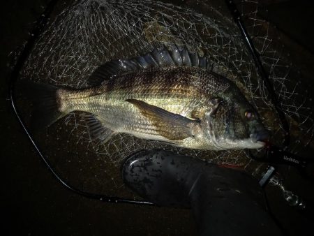 透明度は高いが