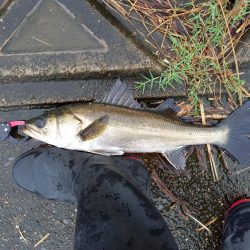 大潮の朝マヅメは楽しい