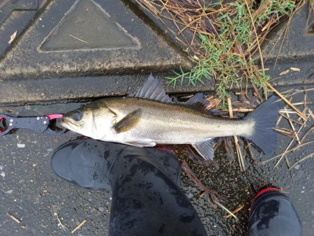 大潮の朝マヅメは楽しい