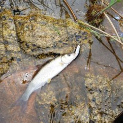 メテオーラ52の日でした。