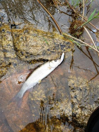 メテオーラ52の日でした。