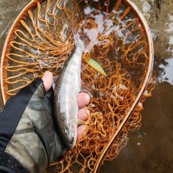 久々にデカイの出たが、、、