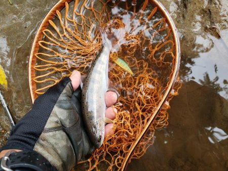 久々にデカイの出たが、、、