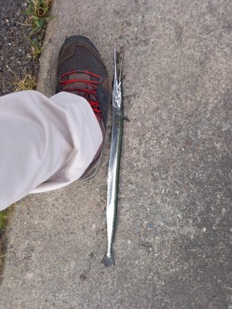 夕マヅメ短時間釣行です。