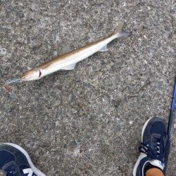 とっとパークコアジ釣り