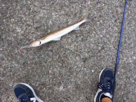 とっとパークコアジ釣り