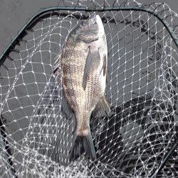 数釣りは出来たけどサイズがイマイチ
