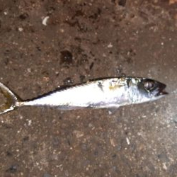 ライトゲーム47