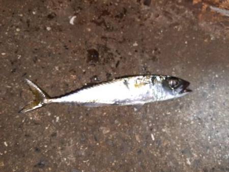 ライトゲーム47