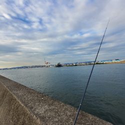 アジ祭りからのサーベリング