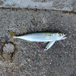 プチsalt water game