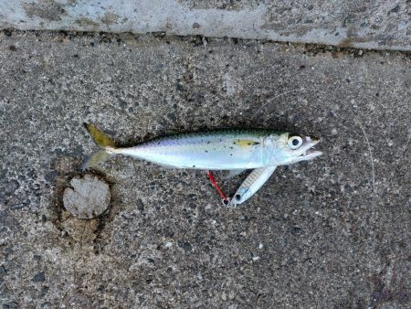 プチsalt water game