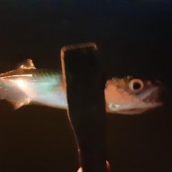 ライトゲーム48