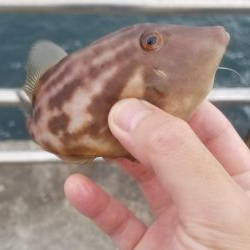 爆風でも楽しめた