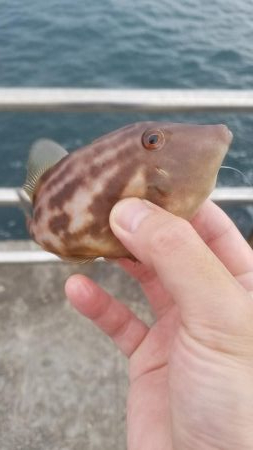 爆風でも楽しめた