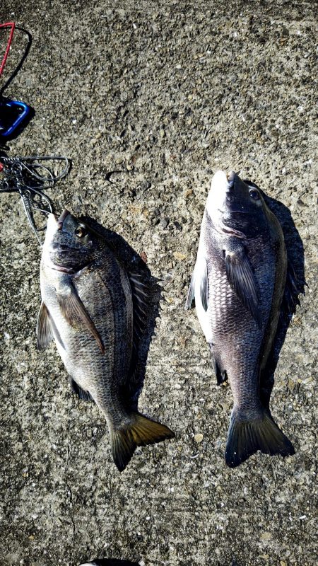 ノマセで年無しチヌ