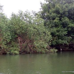 銀色の魚体がGood