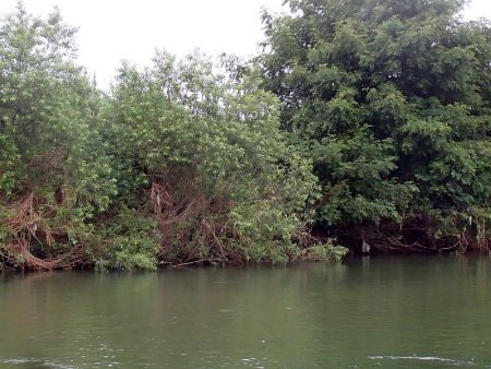 銀色の魚体がGood