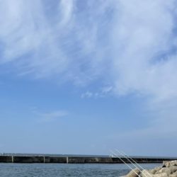 カレイとメタボチヌ