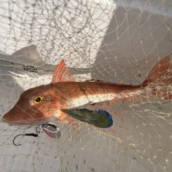 マイボート釣行