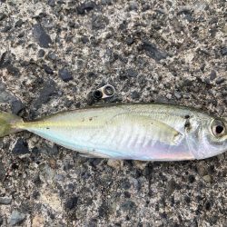 ファミリーフィッシング