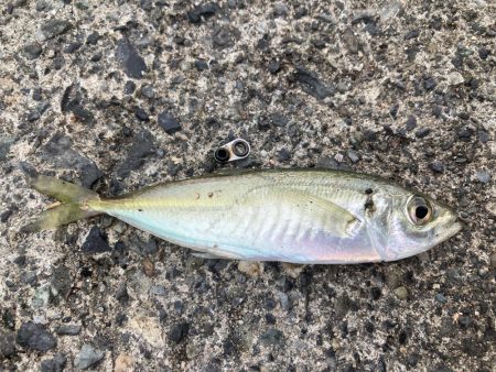 ファミリーフィッシング