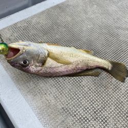 久しぶりの釣り