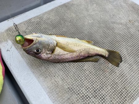 久しぶりの釣り