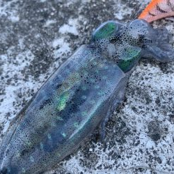 コロッケサイズ☆成長してますね♪