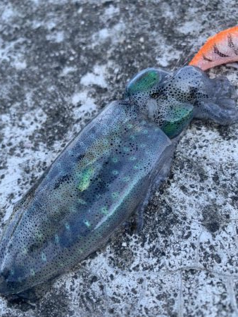 コロッケサイズ☆成長してますね♪