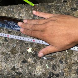 泉大津に太刀魚