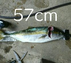 新規開拓成功!良型ハマチGET