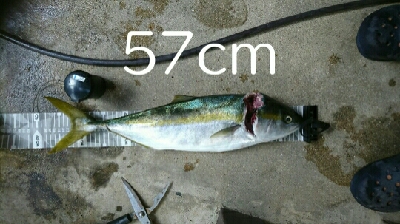 新規開拓成功!良型ハマチGET