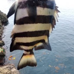 イシガキシーズン到来?