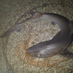 9/19釣果イサキイスズミでかいサメ