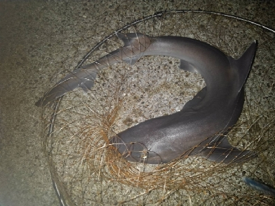 9/19釣果イサキイスズミでかいサメ