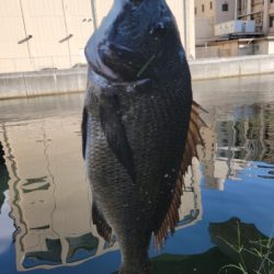 チヌ落とし込み