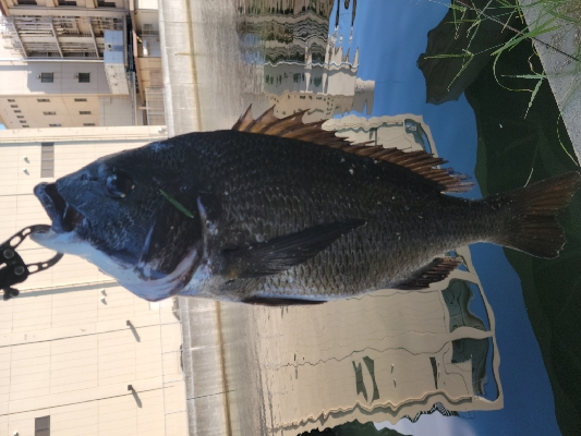 チヌ落とし込み