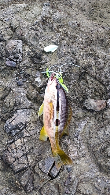 タイドグラフ通りの釣果