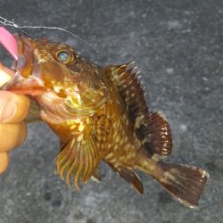 安定のガシリング