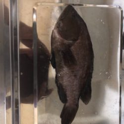 チヌのフカセ釣りの真似事(´ω｀）ﾄﾎﾎ…