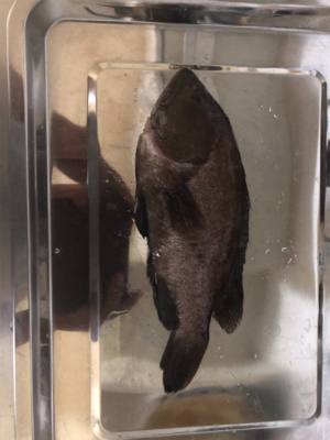 チヌのフカセ釣りの真似事(´ω｀）ﾄﾎﾎ…