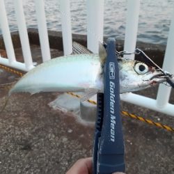 大潮初日に青物狙うもサバ