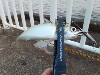 大潮初日に青物狙うもサバ